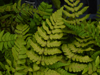 Hardy Fern Dryopteris championii